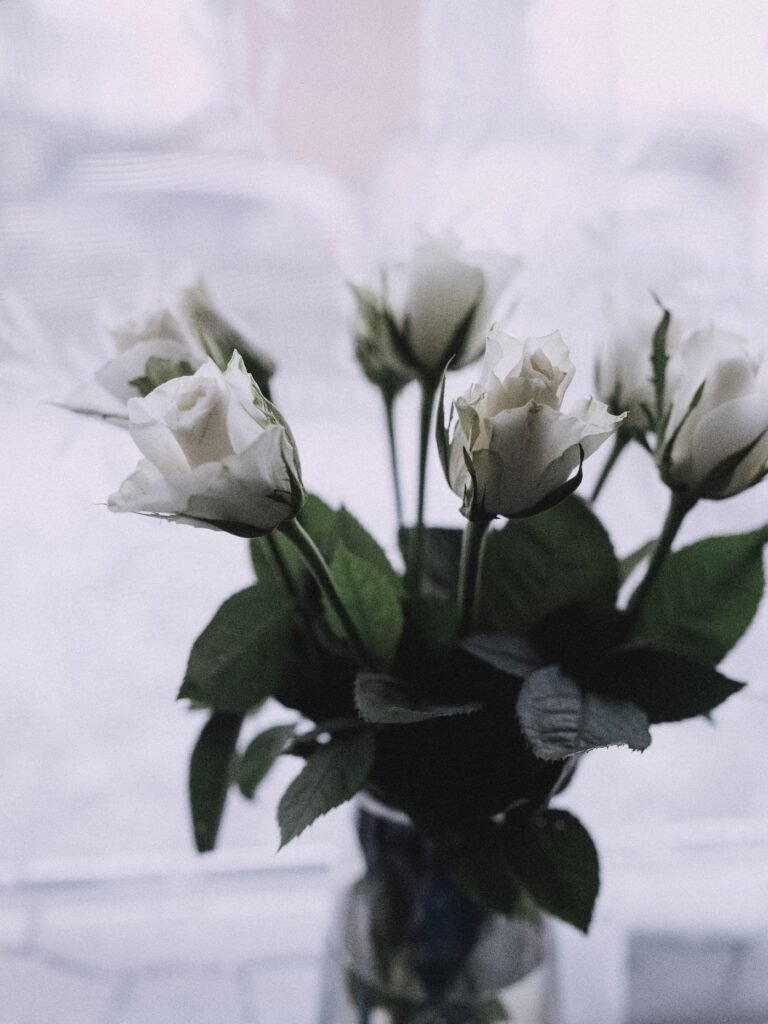 White roses in soft natural light